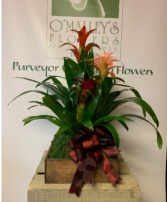 Bromeliad Tray Plants 