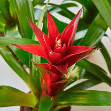 Bromeliad Tropical