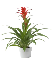 Bromeliad  Tropical