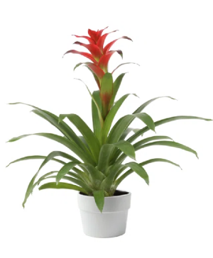 Bromeliad  Tropical