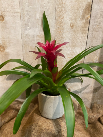 Bromeliad  tropical plant 
