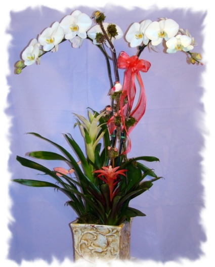 BROMILEADS,BIRDS,&ORCHIDS PLANT