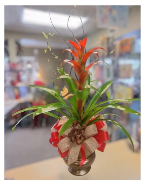 Bromiliad  Plant