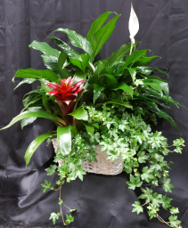 BROMELIAD TRIPLE BASKET 