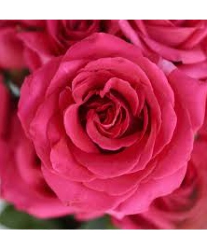 Hot Pink Roses 