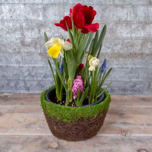 Bulb Garden Blooming Plant