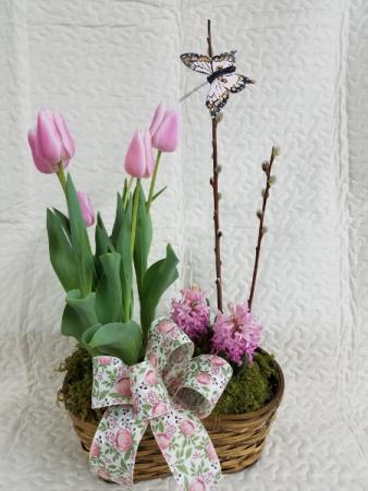 Bulb garden Plants