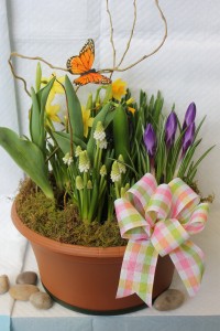Bulb Gardens Blooming Plants