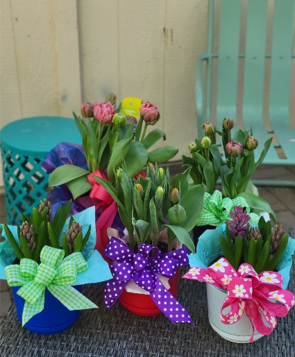 Bulb Plants Mother's Day Plant