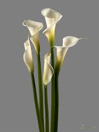  Bulk Calla Lily  Bulk Calla Lily