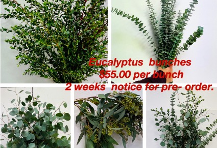 Bulk eucalyptus bunches Bulk eucalyptus bunches