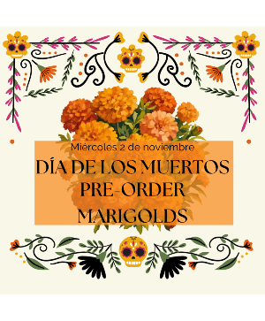 Bulk Flower Marigolds bulk flowers