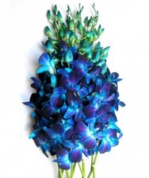 Bulk Orchids Bulk Orchids