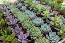 BULK SUCCULENTS Bulk