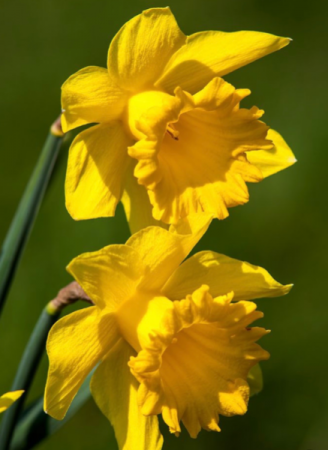 Spring Daffodils 