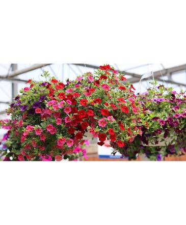 HANGING BASKETS Hanging Basket in Montgomery, NY | SECRET GARDEN FLORIST & GIFT SHOP