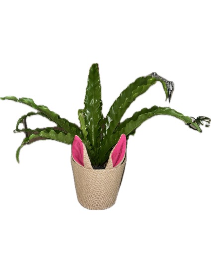 Bunny Ears Greenery Plant