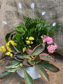 Bunny Tails Planter assorted arrangement of flowering and non plants