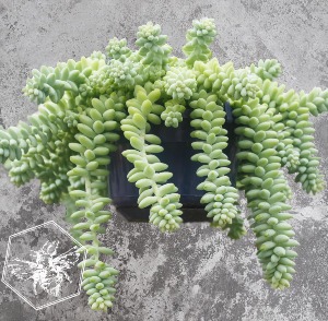 Burros Tail Succulent