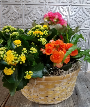 Bursting Blooms Euro Garden