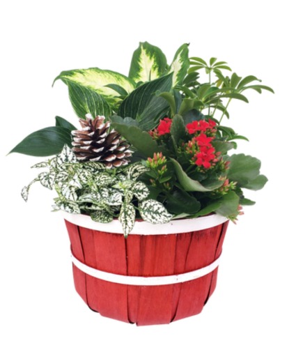 BUSHEL AND PECK PLANTER 9" Planter 