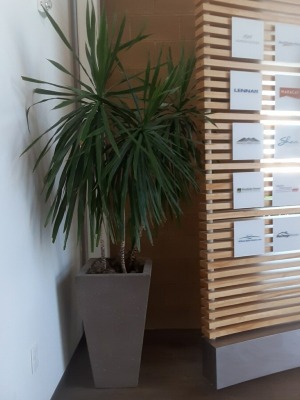 Business Plant Maintenance  TARZAN Dracaena