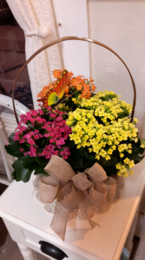 Butterfly blooming basket  Blooming plant