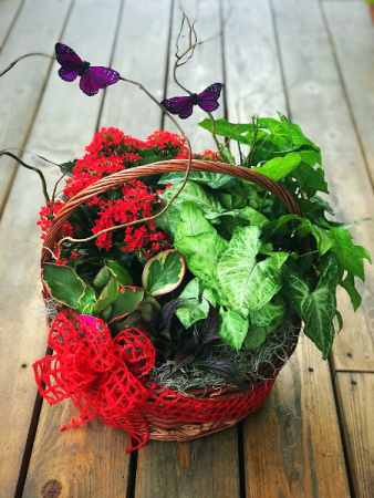 Butterfly Blooms  
