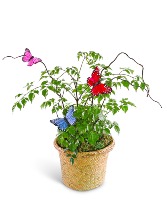 Butterfly China Doll Plant in Basket Plant