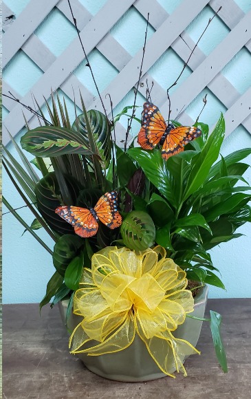 Butterfly Dish Garden Plant in Destrehan, LA | Plantation Decor