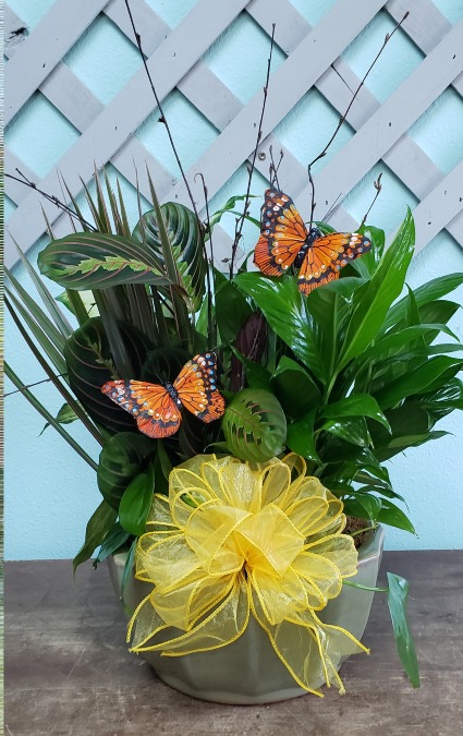 Butterfly Dish Garden Plant