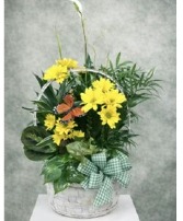 Butterfly & Flowers Garden Basket Plants