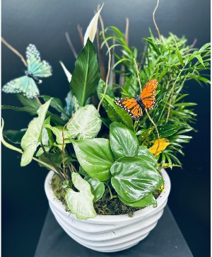 Butterfly Garden 