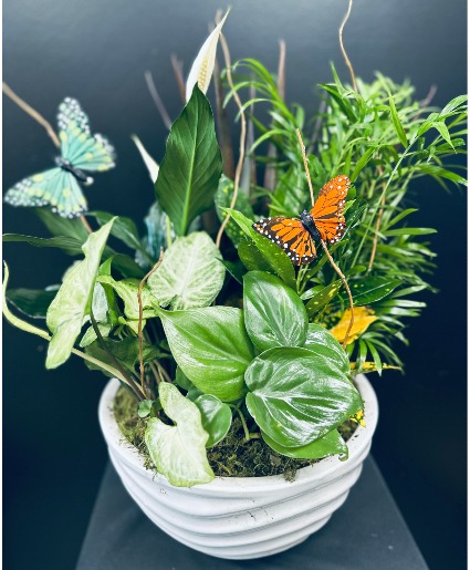 Butterfly Garden 