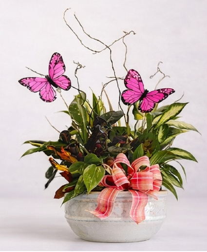 Butterfly Kiss Garden Dish Garden