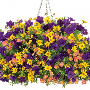 Sweet Mango -- 12" Hanging Basket Sweet Mango -- 12" Hanging Basket