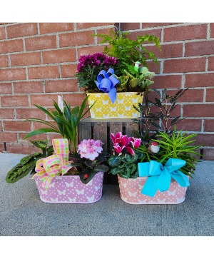 Butterfly Planter Indoor Tropical Planter