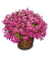 CHRISTMAS CACTUS Blooming Plant