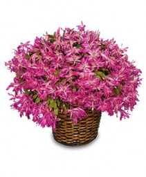 CHRISTMAS CACTUS Blooming Plant