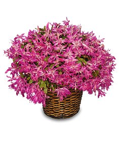 CHRISTMAS CACTUS Blooming Plant