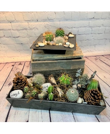 Cacti Garden  Plants