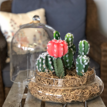 Cactus Cloche Silk Plant Arrangement  in Mattapoisett, MA | Blossoms Flower Shop