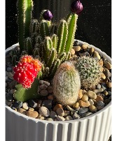 Cactus dish garden  Dish garden 