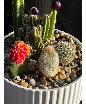 Cactus dish garden  Dish garden 
