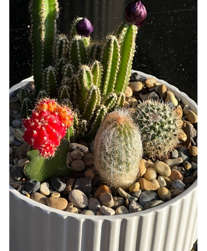Cactus dish garden  Dish garden 