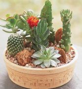 cactus dish garden 