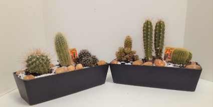 Cactus Garden 