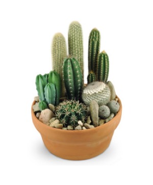 cactus garden PLANT GARDEN