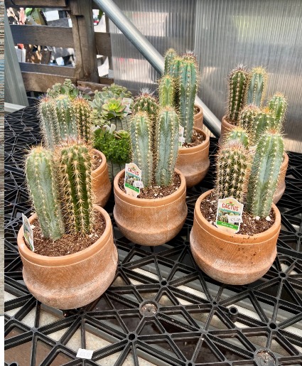 Cactus Pots Assorted Cacti Containers in Balsam Lake, WI - BALSAM LAKE  PRO-LAWN INC.