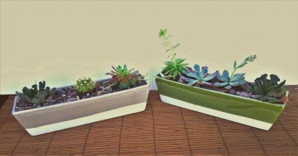 Cactus Succulent Garde Plant garden